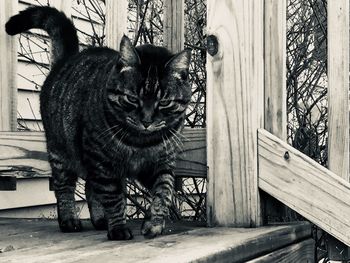Close-up of cat on wood