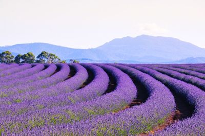 Scenic view of field by mountains against sky