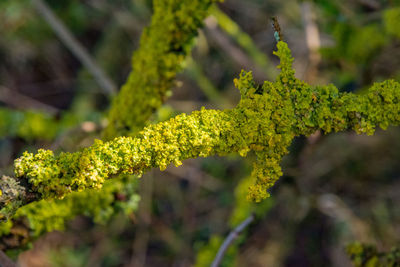 Close-up of moss growing on tree