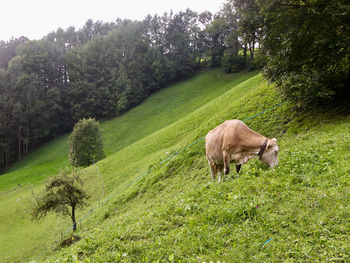 View of a horse on field