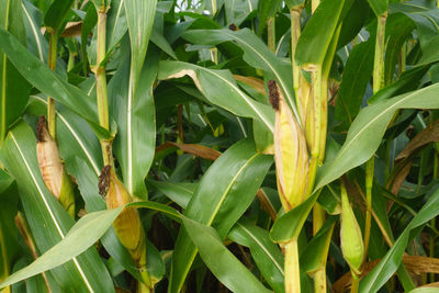 Close-up of corns growing on plants