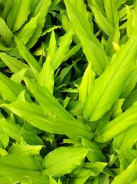 Full frame shot of green leaves