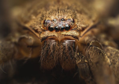 Close-up of spider