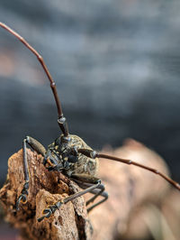 Close-up of insect
