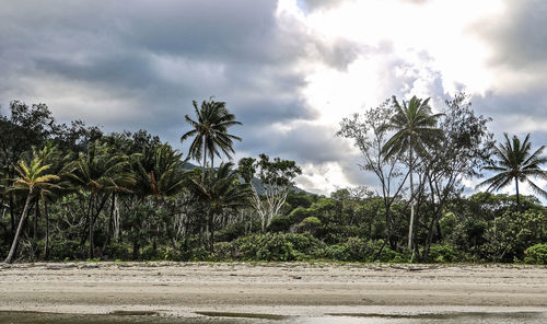 Palm trees on beach against sky