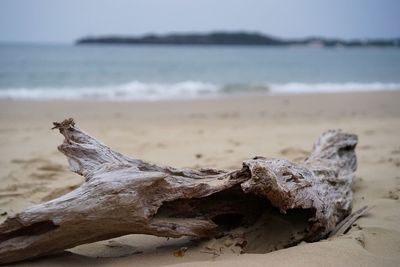 Close-up of animal skull on beach