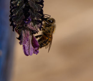 Close-up of insect on purple flower