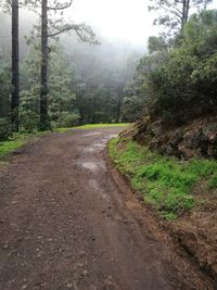 Dirt road amidst trees against sky