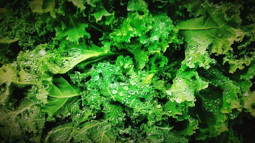 Full frame shot of green leaves