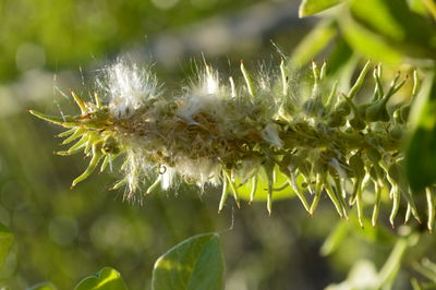 Close-up of fluffy flower