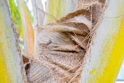 Close-up of palm tree trunk