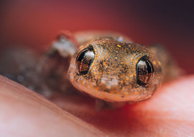 A wounded baby asian house gecko hemidactylus frenatus i found on the floor. i tried to save it but.