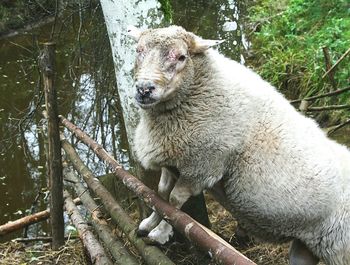 High angle view of sheep by pond