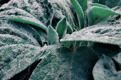 Close-up of water drops on leaves