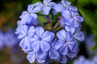 Close-up of purple flowering plants in park