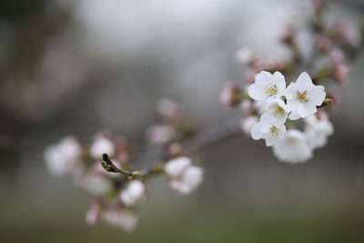 Close-up of apple blossoms in spring