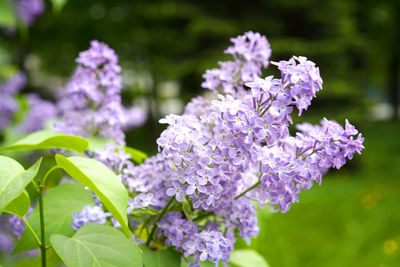 Close-up of purple flowering plants