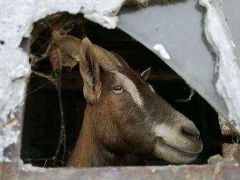 Close-up of horse