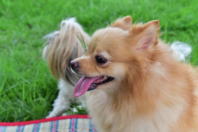 Close-up of dog looking away