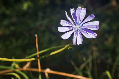 Close-up of purple flower blooming outdoors