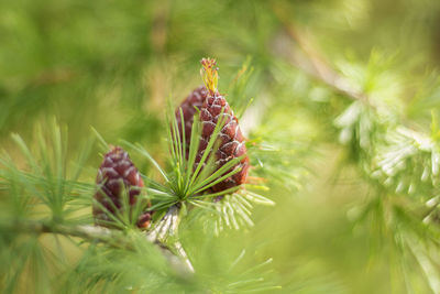 Close-up of pine cones on plant