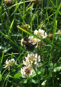 Close-up of bee on white flower