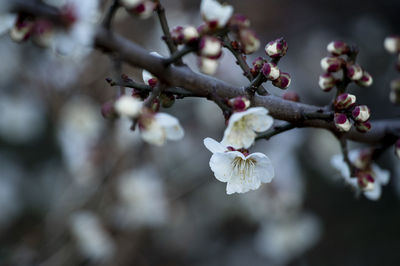 Close-up of white cherry blossom