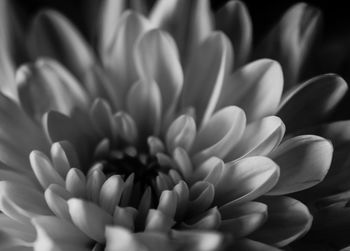 Close-up of flower blooming outdoors