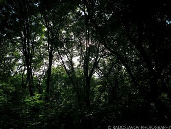 Full frame shot of trees in forest