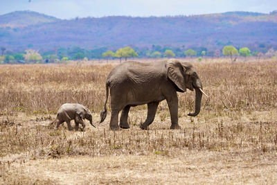 Elephant walking in a field