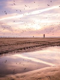 Flock of birds flying over beach