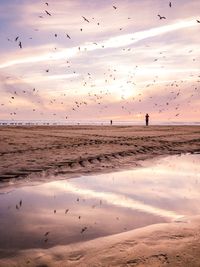 Flock of birds flying over beach