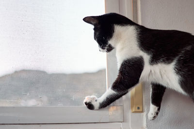 Cat looking away