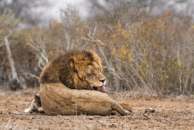 Full length of lion sitting at forest