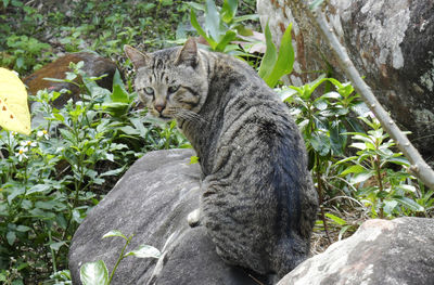 Cat sitting on rock