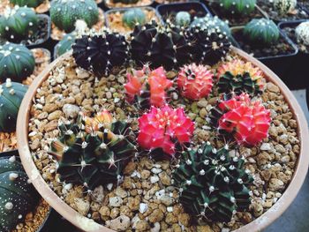 High angle view of succulent plants in market