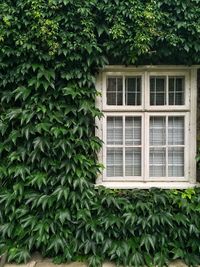 Ivy growing on tree