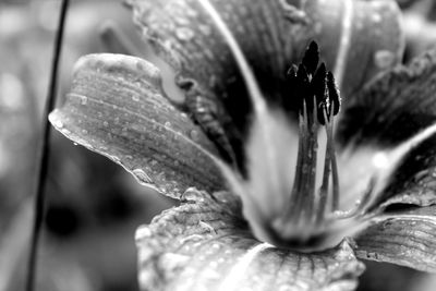 Close-up of wet flower