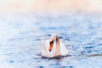 Swan swimming in a sea