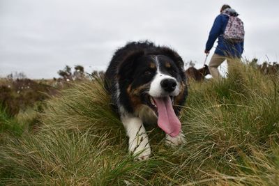 Portrait of border collie dog laying down in field waiting for toy