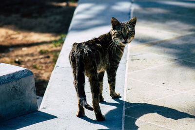 Portrait of cat on footpath