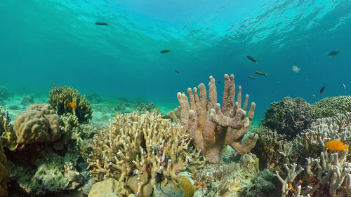 Fish swimming in sea