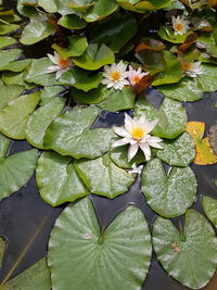 Close-up of lotus water lily in lake