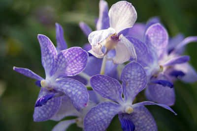 Close-up of purple flowering plants