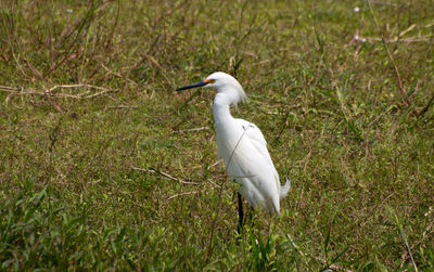 Bird on grassy field