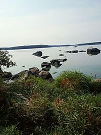 Birds in lake against sky