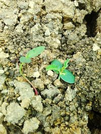 Close-up of plant growing on rock