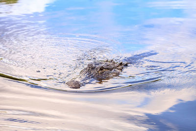 High angle view of turtle swimming in lake