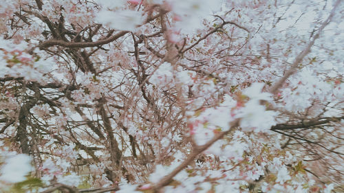 Low angle view of cherry blossom tree