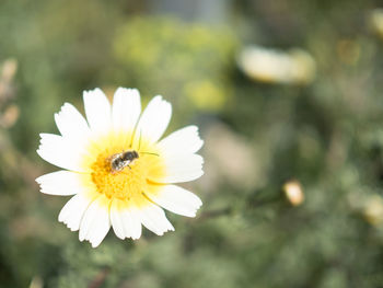 Close-up of insect on yellow flower